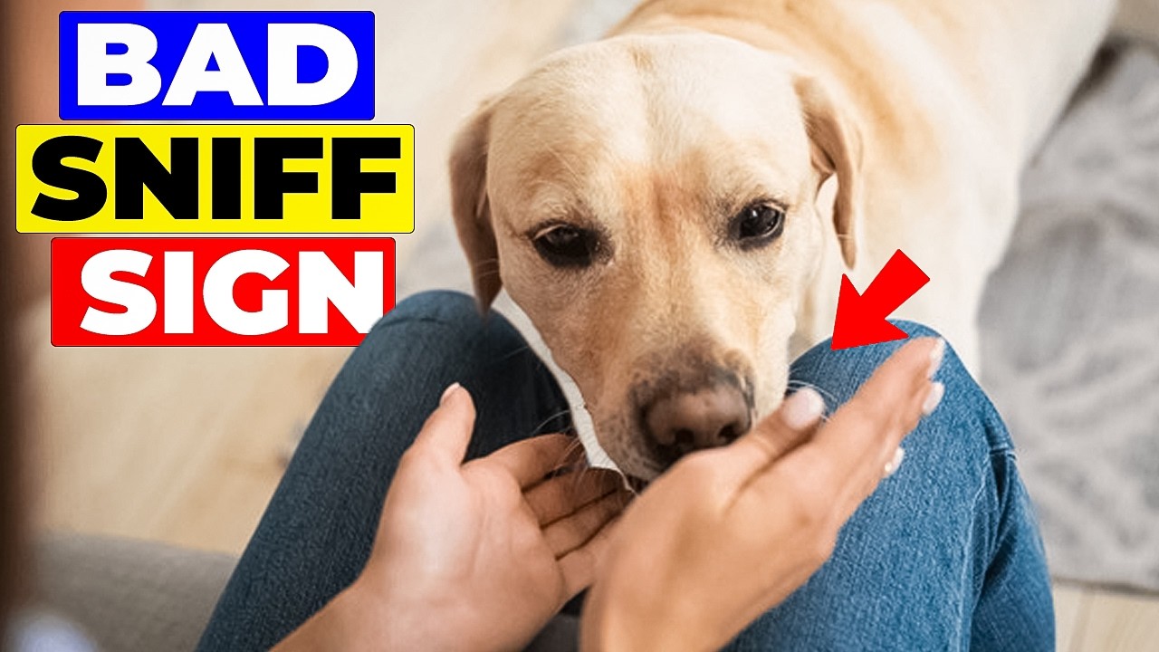 If Your Dog Sniffs You Like THIS , Rush To The Doctor Immediately.