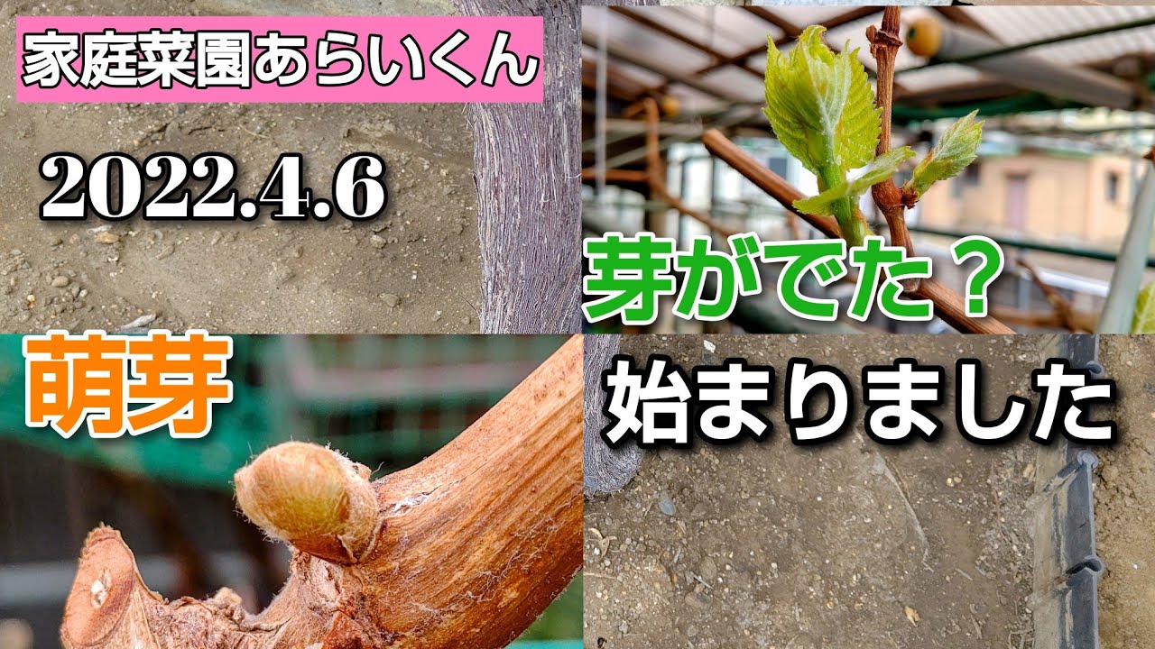 【シャインマスカット】第６９回、ぶどうの萌芽が始まりました【家庭菜園】