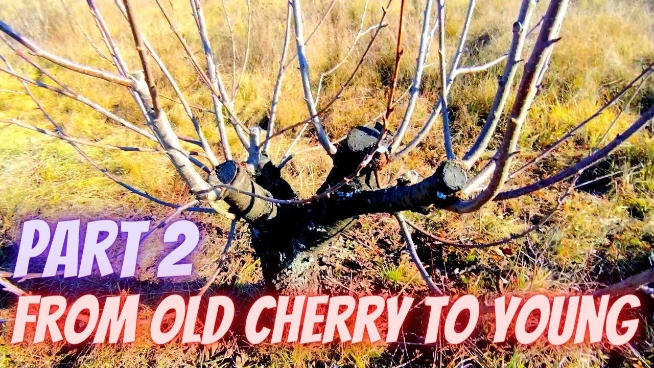 How to prune 30 years old cherry back to KGB system Part 2