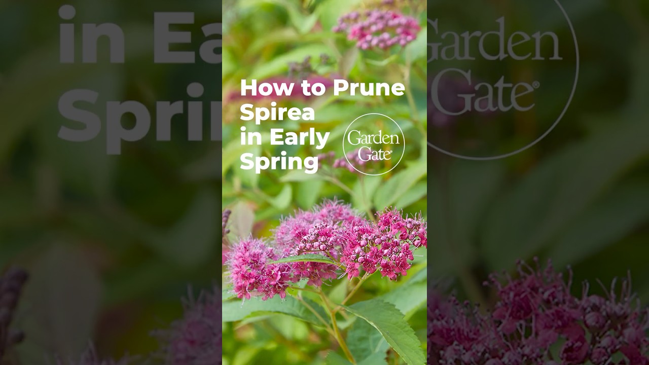 春先にシモツケを剪定すると、花がもっと咲きます🌸 #gardentips