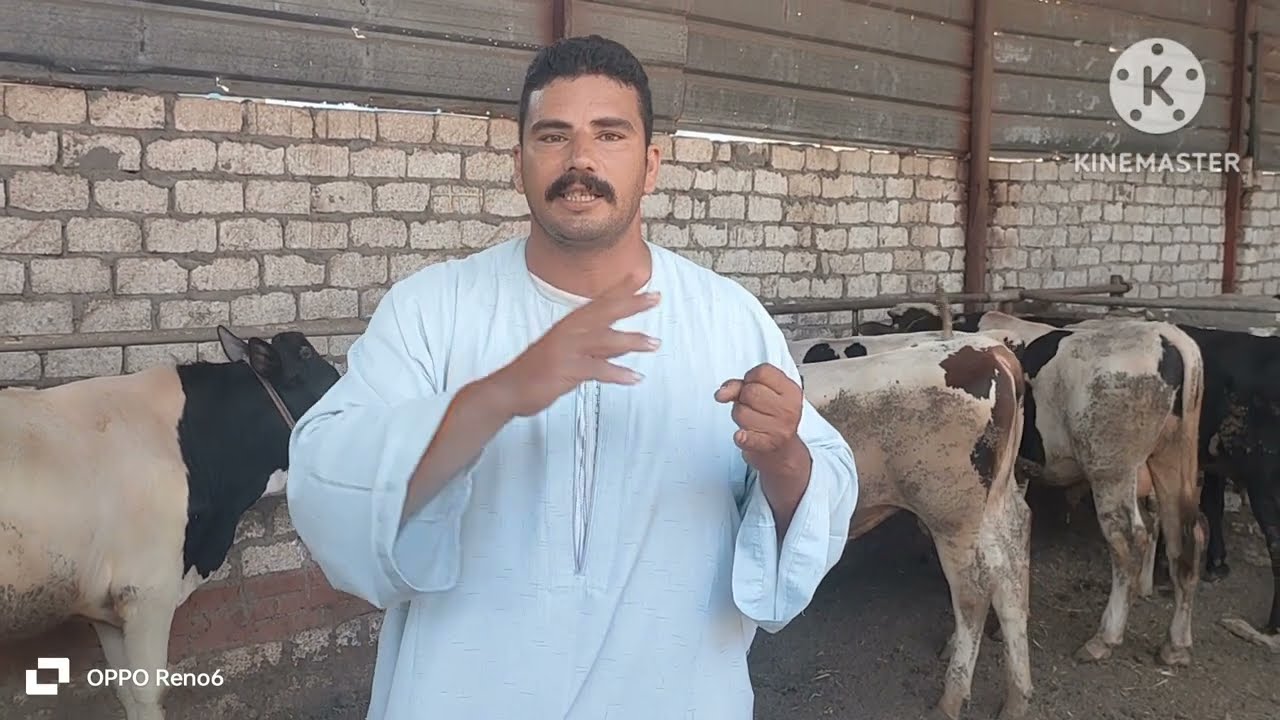 دراسه جدول (لجميع الفئات) وازاي تعمل مشروع وتؤسس واسعار اليوم السباعي للاستفسار من داخل مزارع