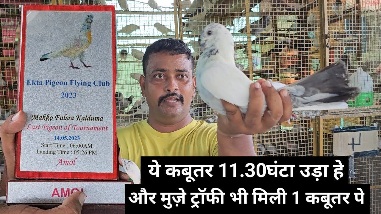 Amol Bhai Ka🤩ये कबूतर 11.30घंटा उड़ा हे😱और मुज़े ट्रॉफी भी मिली 1 कबूतर पे Fulsare Kalduma Kabootar.