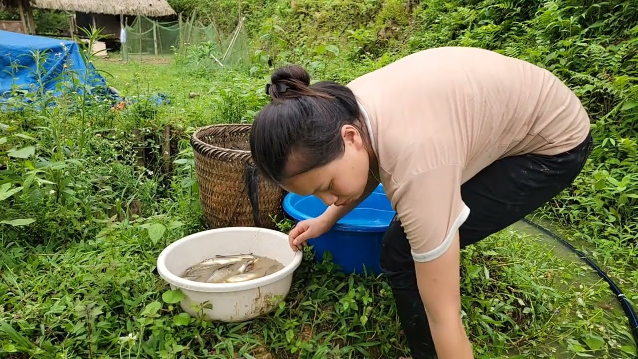 Put the baby to sleep - catch fish to raise and collect snails | Phẩy free life