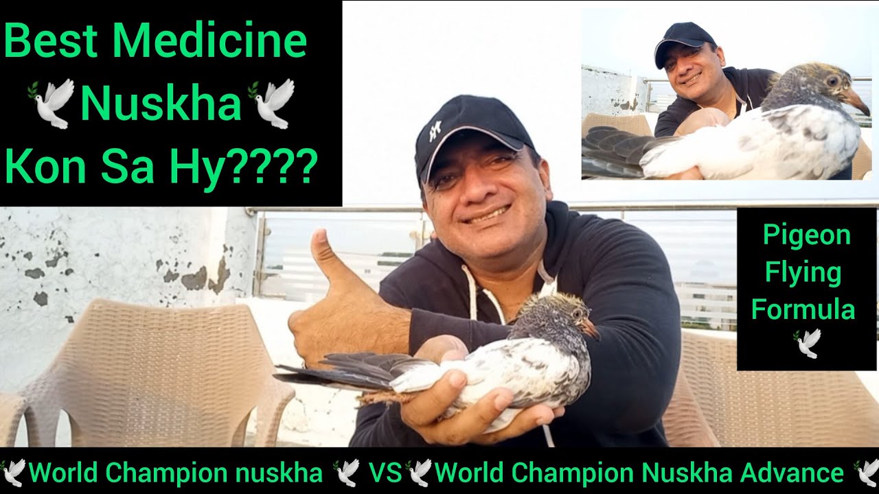 KON SA NUSKHA BEST HY ?? | world champion nuskha | VS | world Champion nuskha Advance | for pigeon