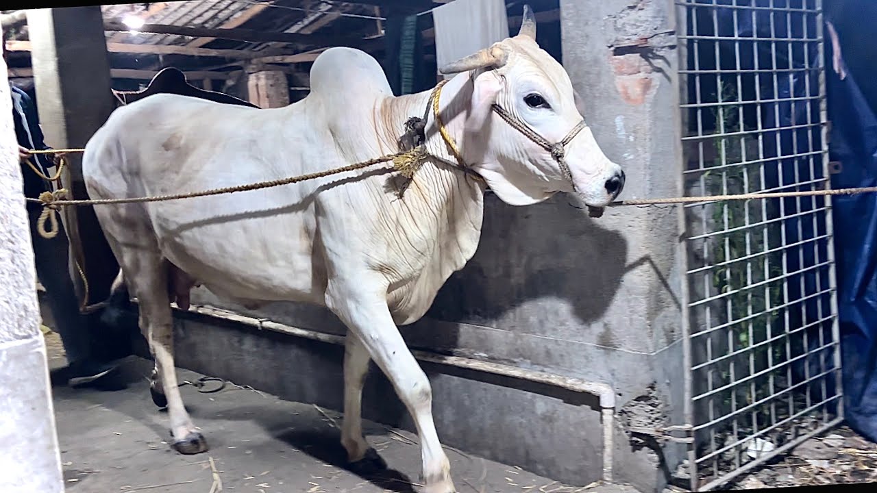 1 BACHI 2 BIGGEST HARYANA COW LOADING FROM || NISHA DAIRY FARM TO SK CATTLE FARM ||KOLKATA COW 2026