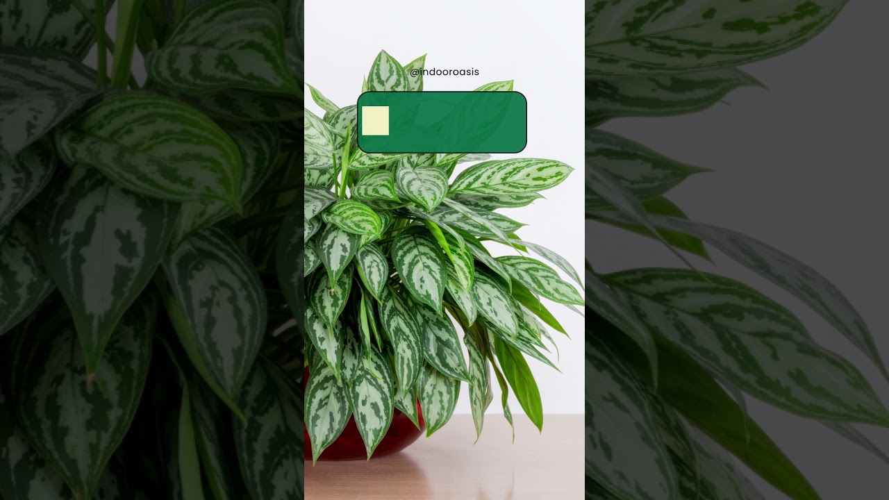Exploring a World of Green: Different Types of Indoor Plants by indoorOasis