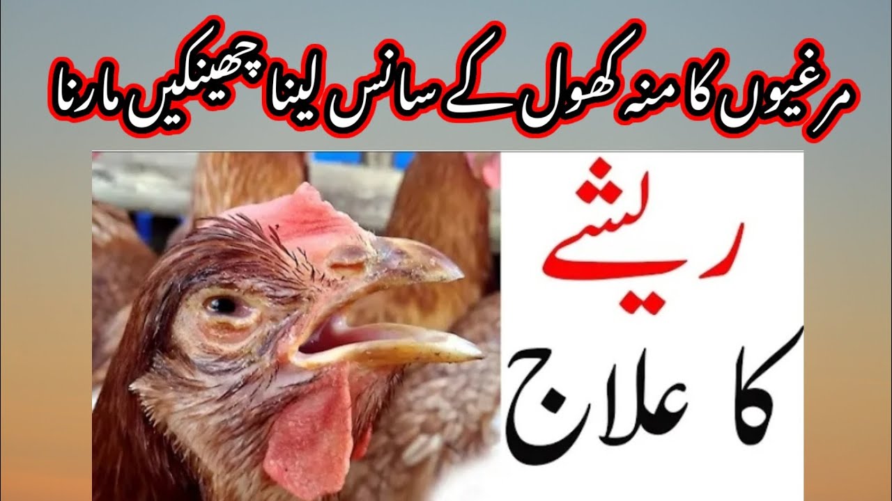 مرغیوں کو نزلہ زکام بخار چھینکیں آنا ٹانگوں سے بیٹھ جانا کمزوری ChickenDeseseTreatment.