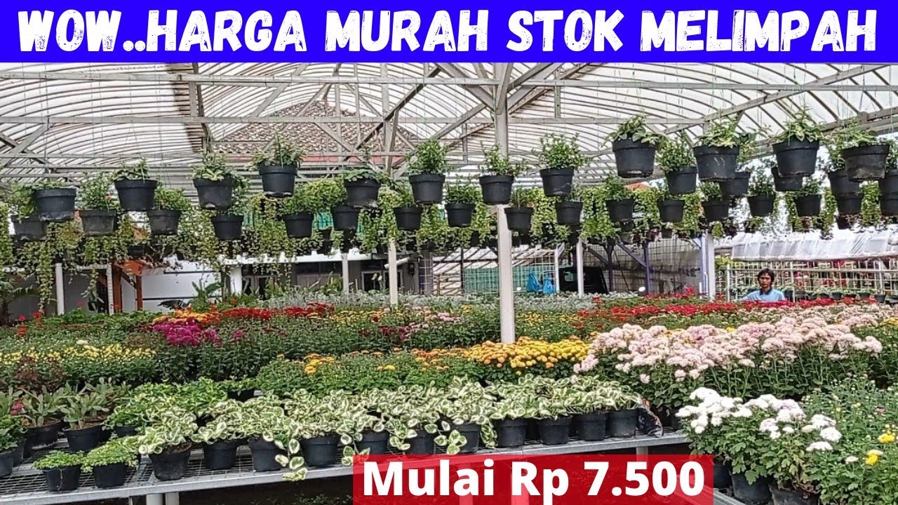 TANAMAN HIAS MURAH STOK MELIMPAH DI CIHIDEUNG BANDUNG