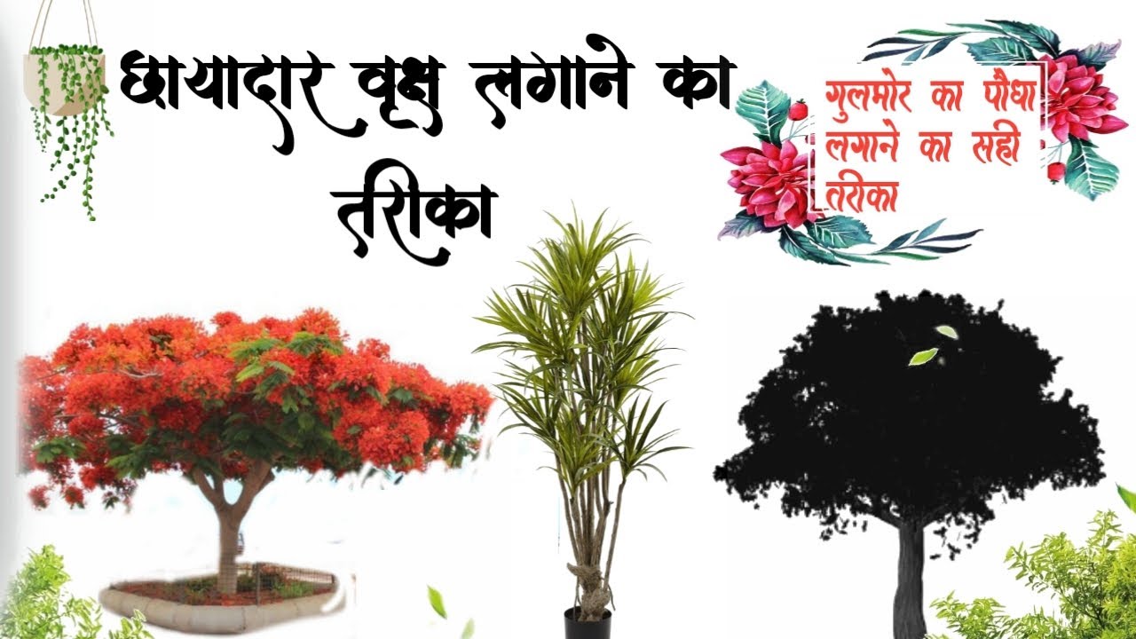 गुलमोहर के पेड़ की जानकारी।🥦 gulmohar ke ped ko kaise lagaye।how to care gulmohar plant|
