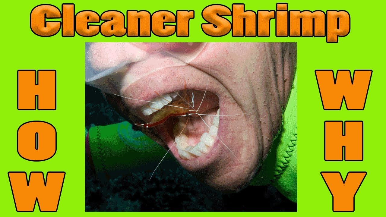 Scarlet Cleaner Shrimp - all about the Cleaner Shrimp (2018 Guide)