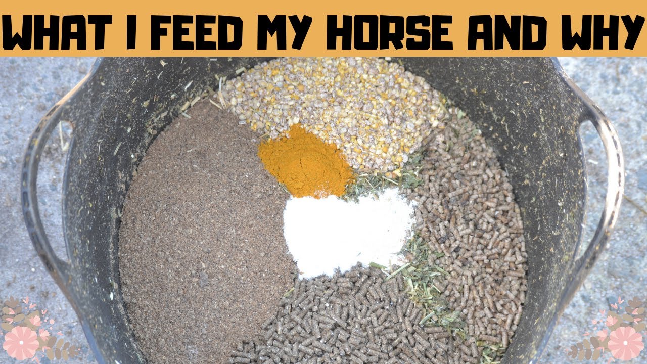 WHAT I FEED MY HORSE