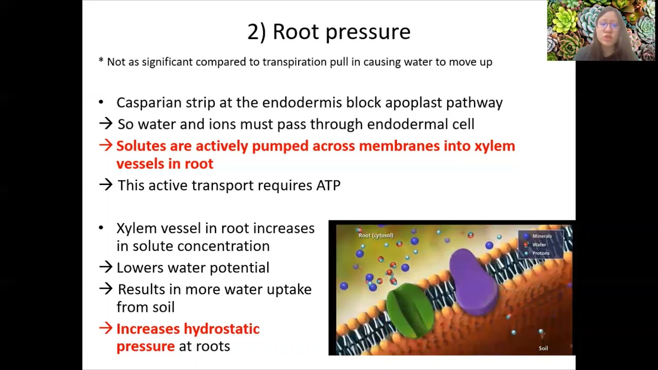 Chap 7 (Part 1c) - Transpiration, Transpiration Pull and Xerophytes | Cambridge A-Level 9700 Biology