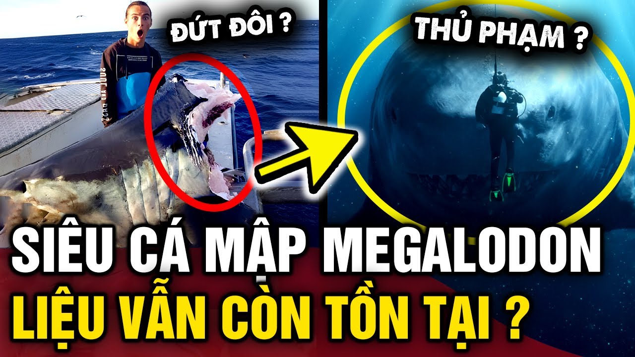 Liệu siêu cá mập MEGALODON đã thực sự BIẾN MẤT khỏi thế giới này chưa | Tin 3 Phút Bí Ẩn