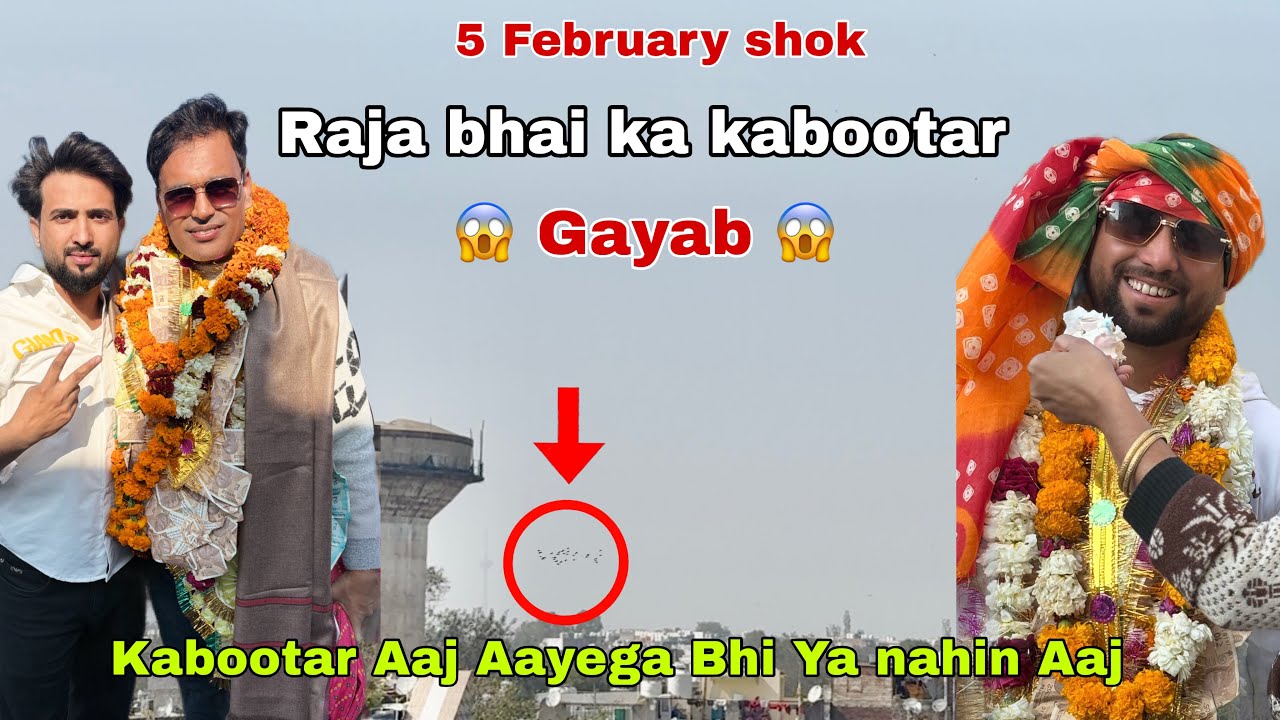 राजा भाई का कबूतर 5 minutes 30 seconds  गायब @mahirsingh1350 #new #pigeon #viral #videos 
