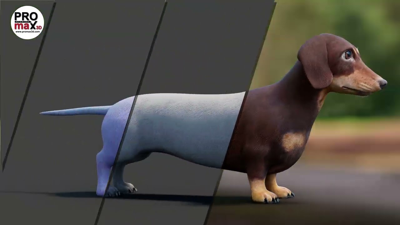 Dachshund Dog 3D Model 360 View | PROmax3D