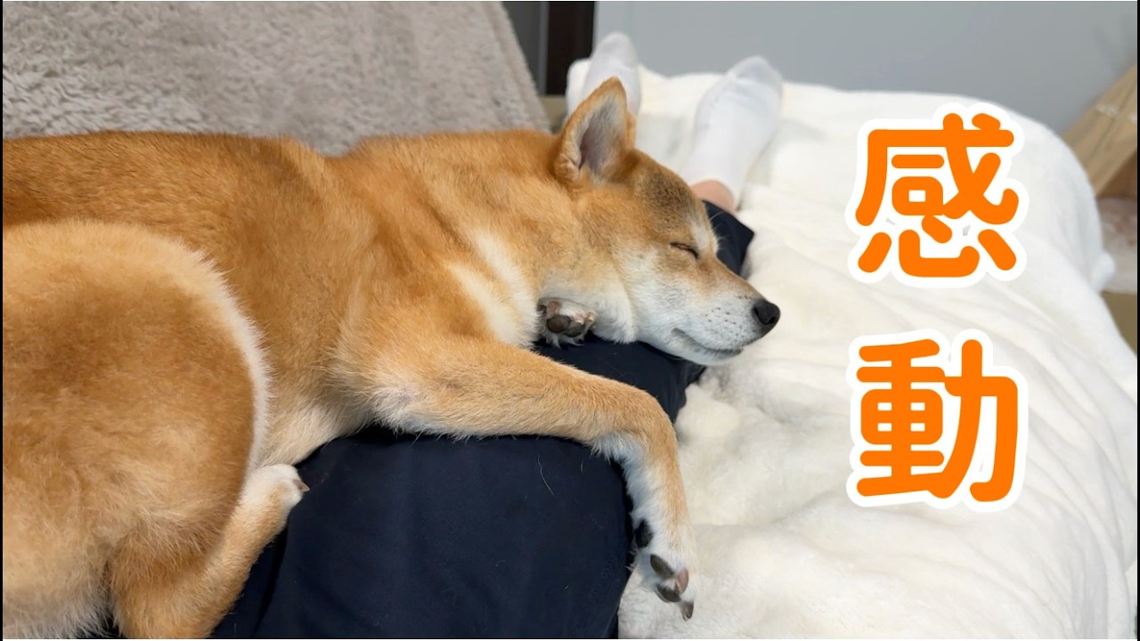 【感動】福ちゃんが初めてこんな甘え方をしました