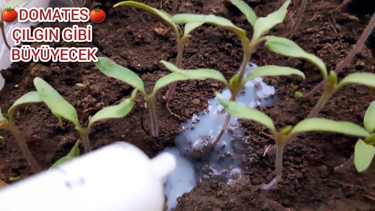 Bunu Enjekte Edersen Domates Fideleri Deli Gibi Büyür 🍅 Tüm Fideler Hemem Büyüyecek Meyve Verecek