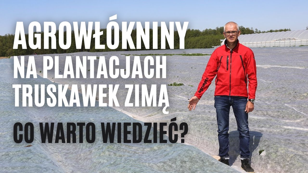 Agrowłókniny na plantacjach truskawek zimą – co warto wiedzieć?