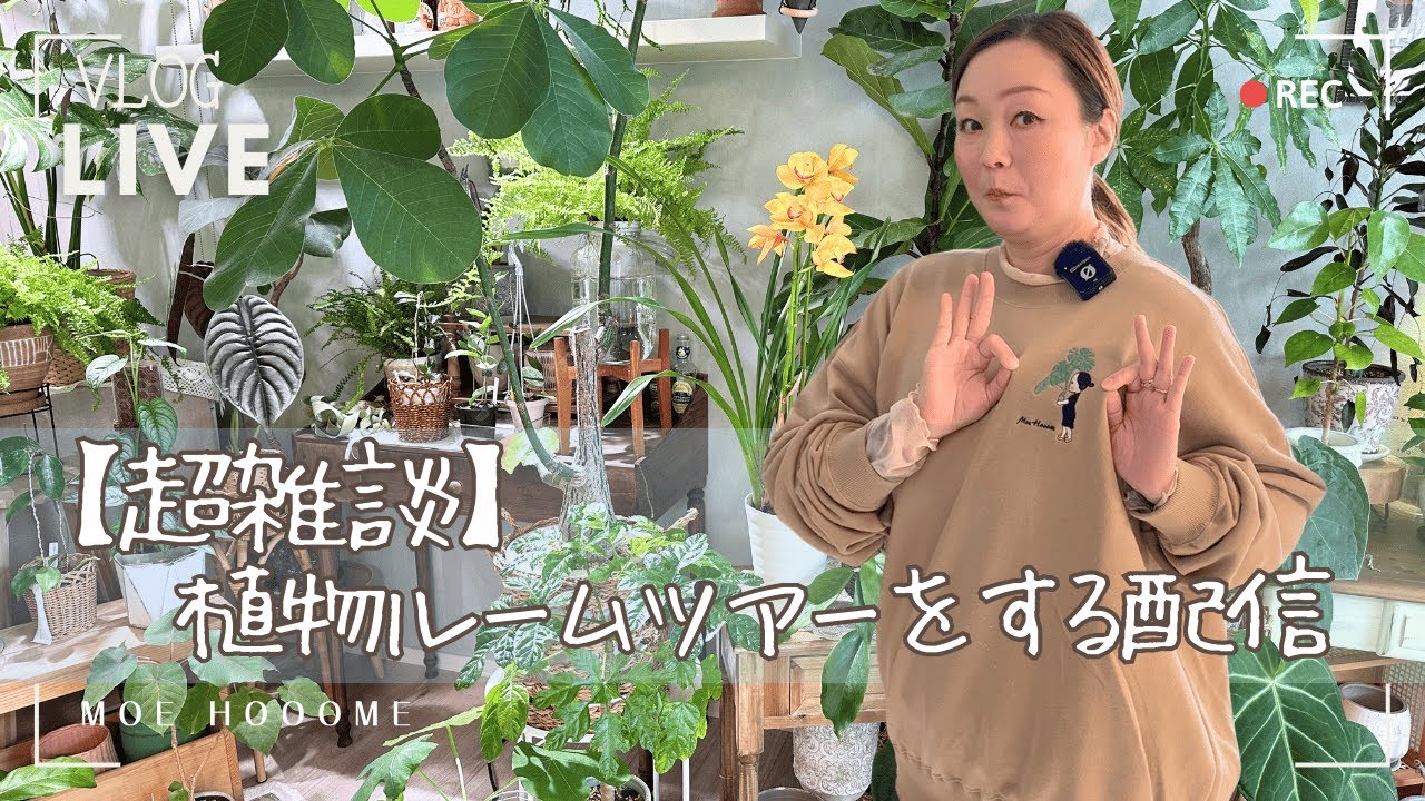 【植物ルームツアー】 大掃除の配置換え前に見納め配信中！
