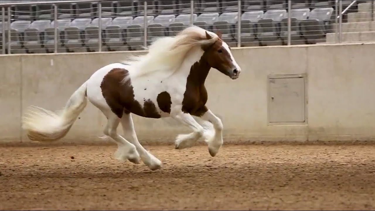 2024 Gypsy Vanner National Championships - DAY 1 RECAP - video by Stunning Steeds
