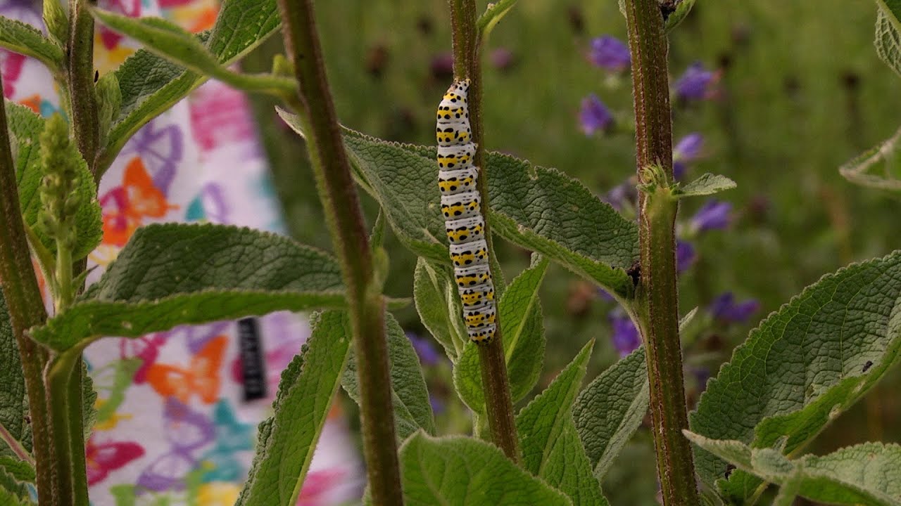 Naturfilmer Dammer Berge: 