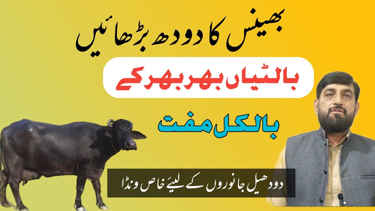 Doodh Badhanay Ka Special Wanda | How to increase Cow Buffalo Milk | Desi Formula To Increase Milk