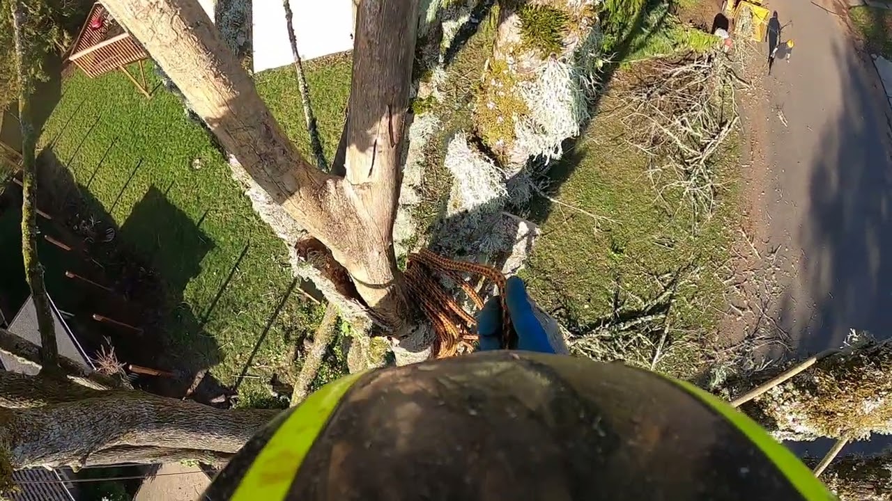 Big Leaf Maple removal/raw footage. Part 1. #oneearthtreecare #fortheloveoftrees #arborist #pnw 