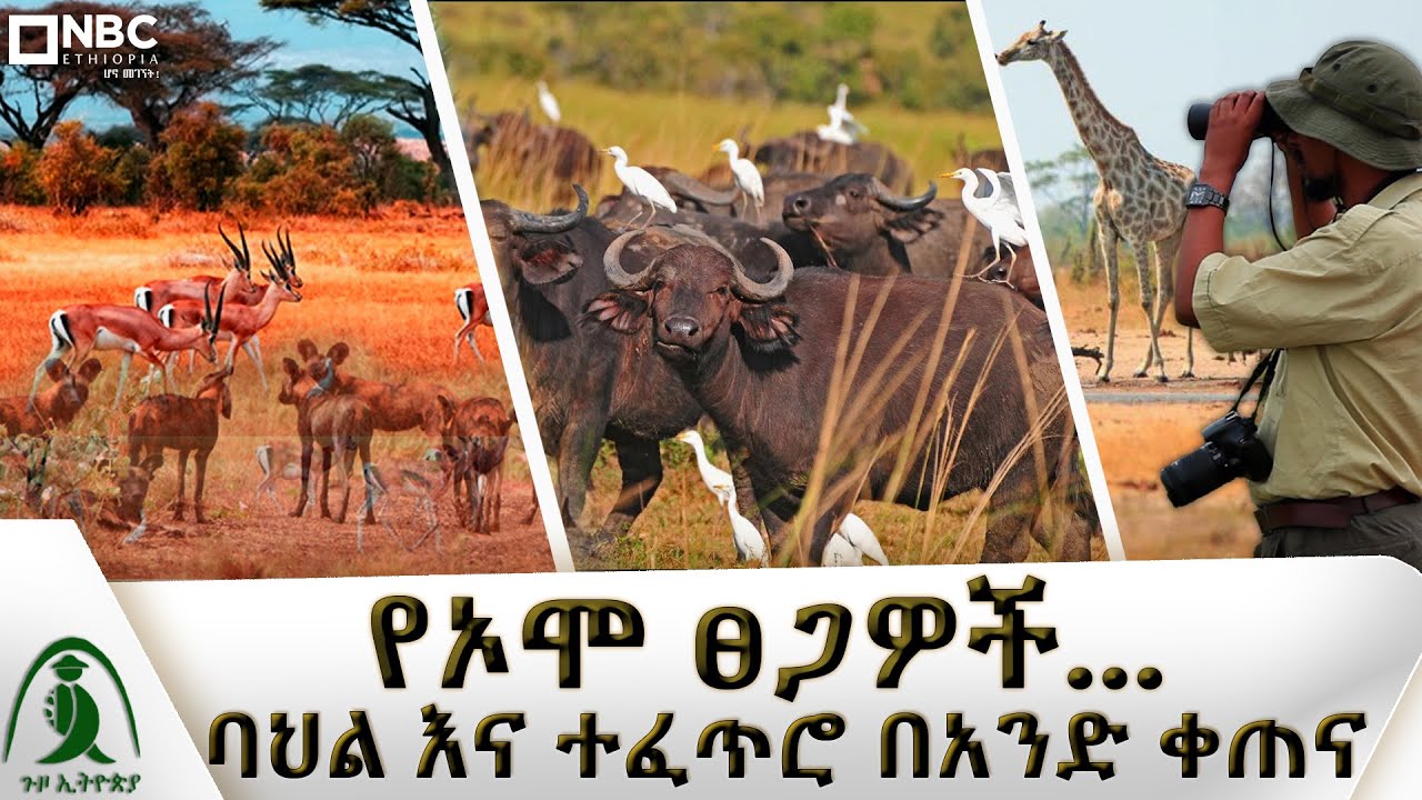 የኦሞ ፀጋዎች... | ኦሞ እኛ የለንውም እንጂ እኛስ ኦሞ አለን፡ - Guzo Ethiopia | ጉዞ ኢትዮጵያ @NBCETHIOPIA