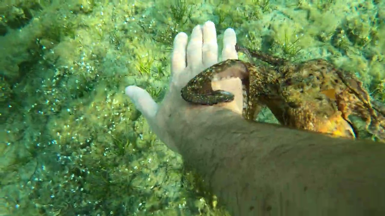 Evening “walk” hand in “hand” with my octopus friend