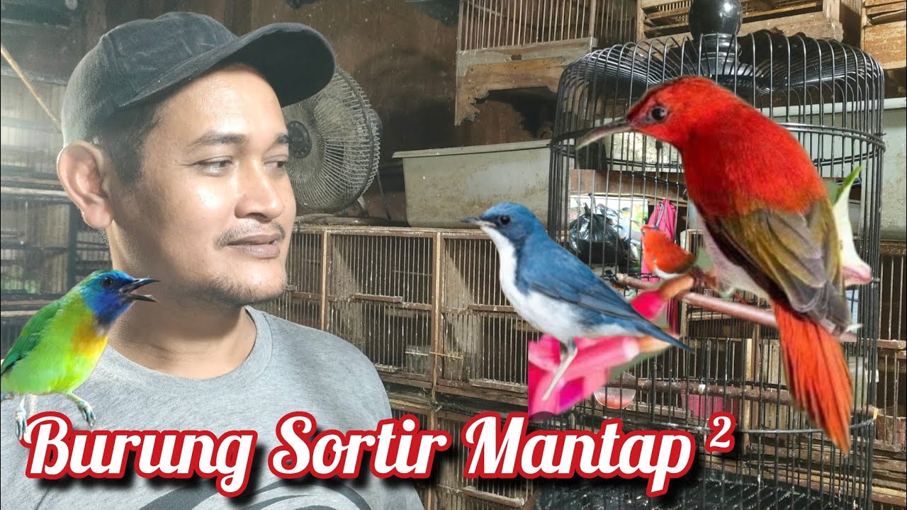 BURUNG PILIHAN NYA MANTAP ² 