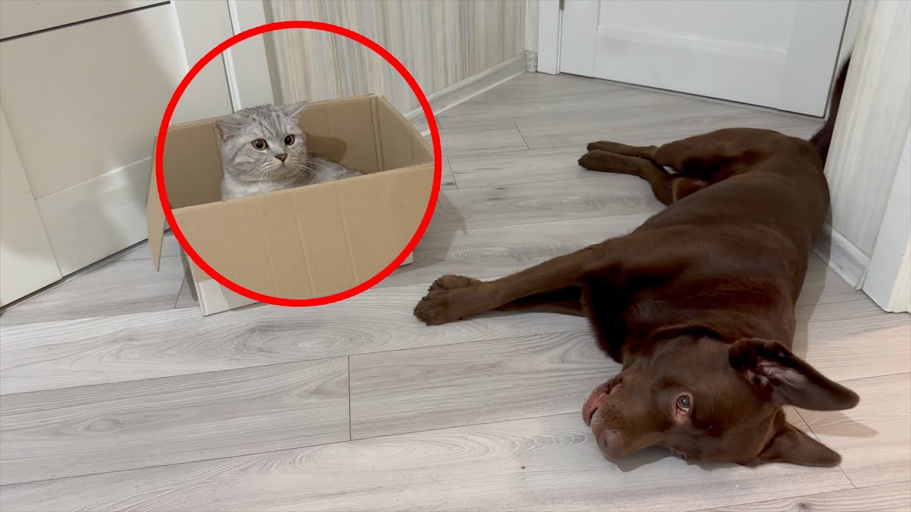When a Giant Dog Got Bitten by the Cutest Cat