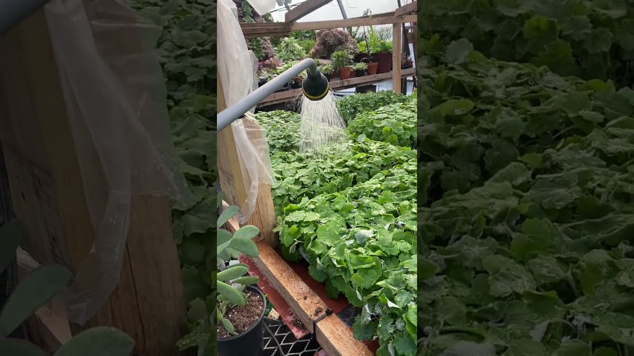 Llegan las minis plantas 