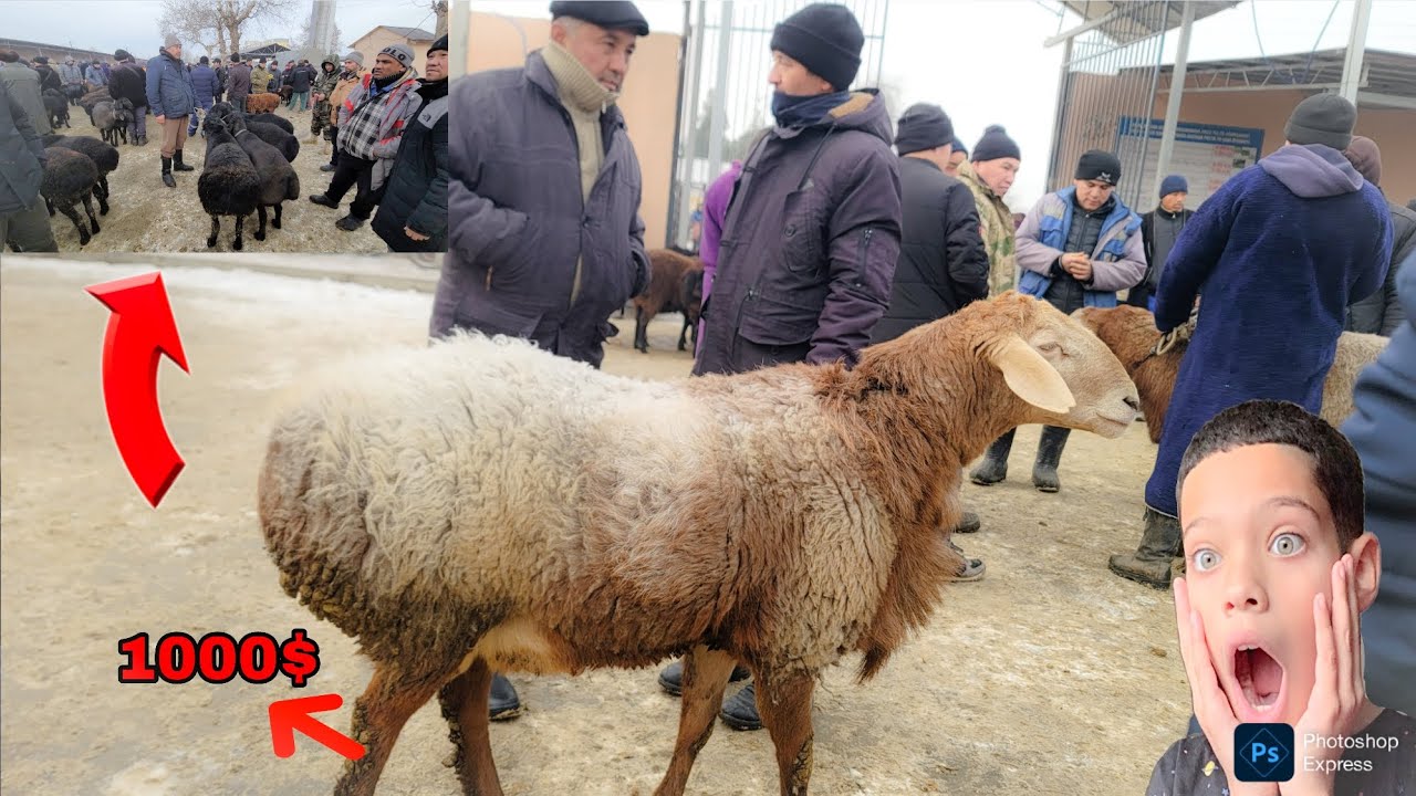 24.01.2026.YIL SAMARQAND JUMA QUY BOZORI NARXILAR JUDA ARZON BULDI ENDI QUY OLSA BULADI