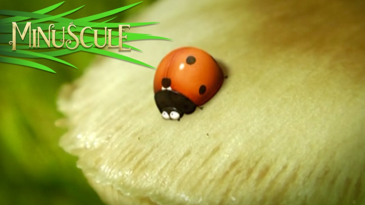 Minuscule - la bonne graine/The Right Seed (Season 1)