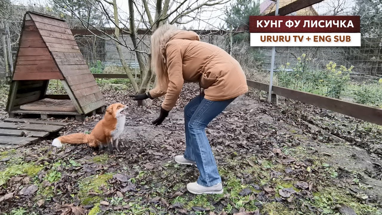 Нет ничего более милого, чем смотреть, как играют лисы