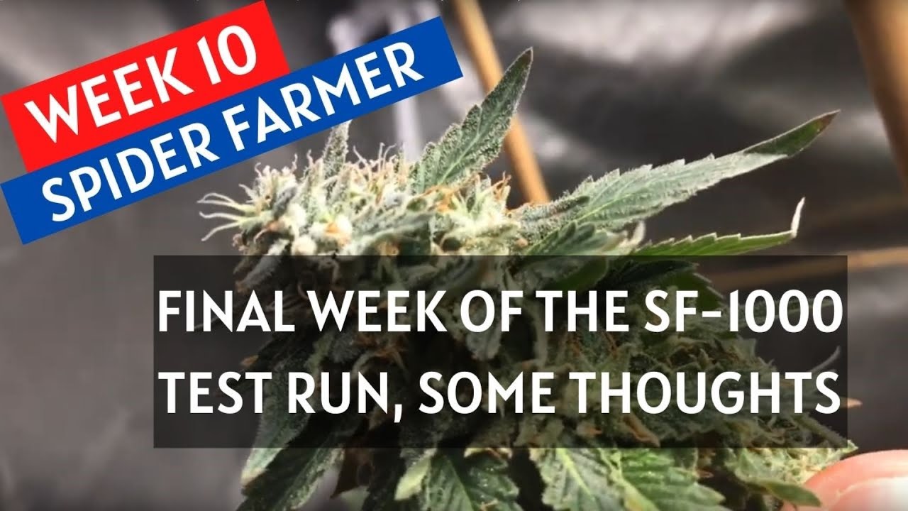 Growing Cannabis: Week 10 in the Spider Farmer updated SF-1000 3x3 (Final Week)