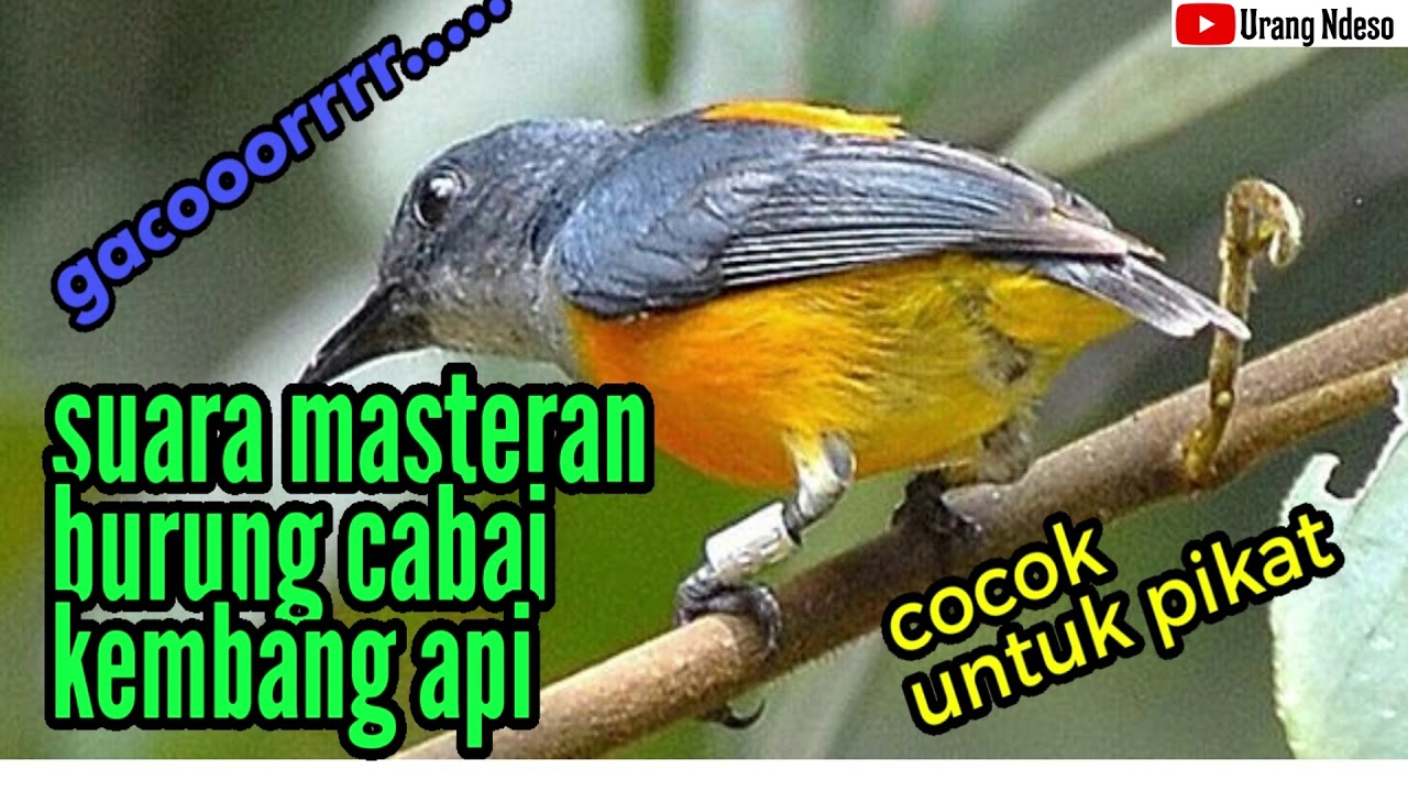 Suara Masteran Burung Cabai Kembang Api Gacor