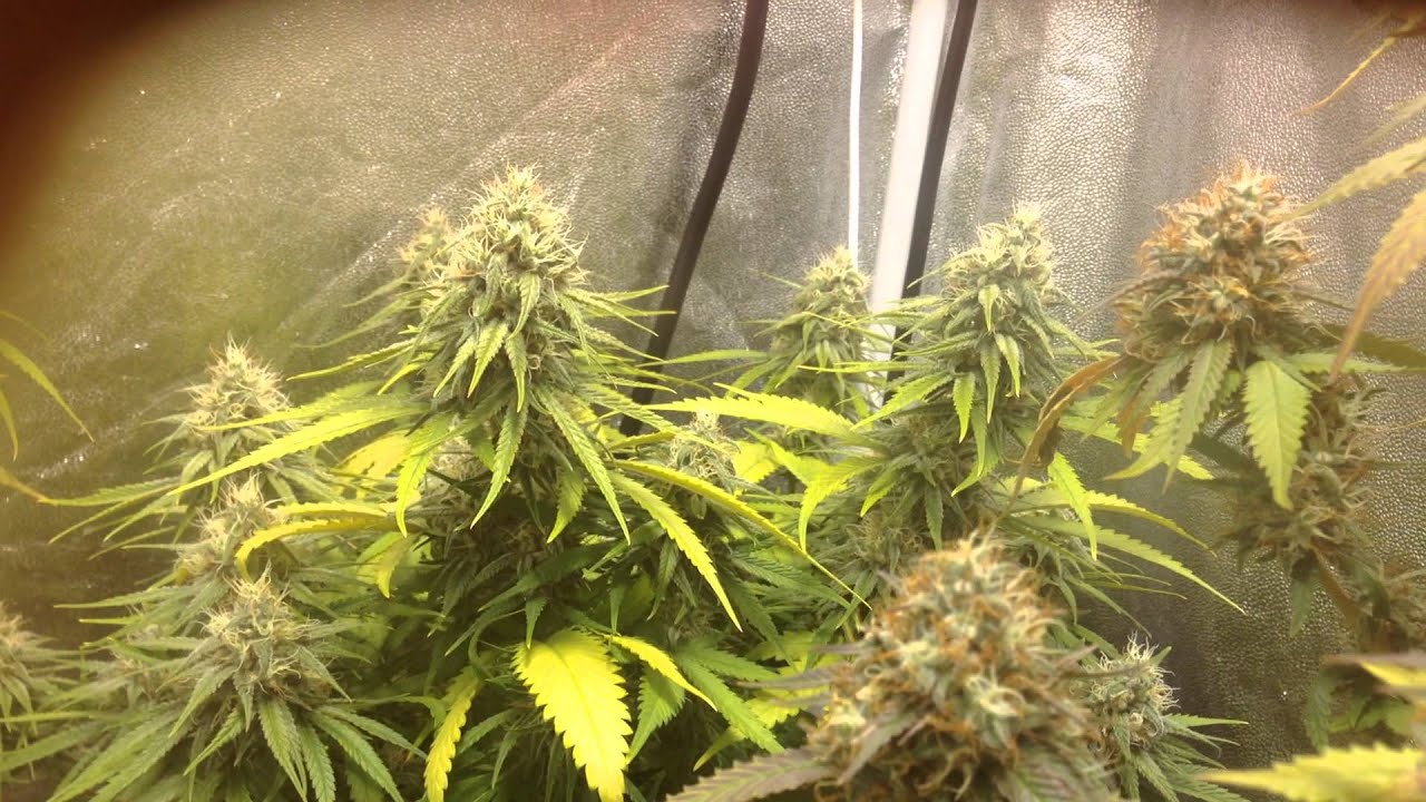 Ripped Bubba, Devils Tear, Chernobyl (2 phenos)