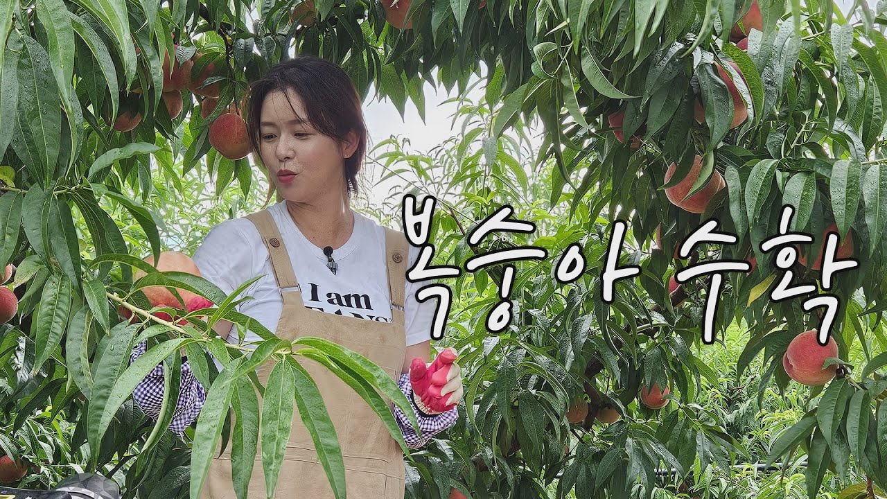 복숭아 막걸리 만든다고 복숭아 따러 온 사람 (저요)