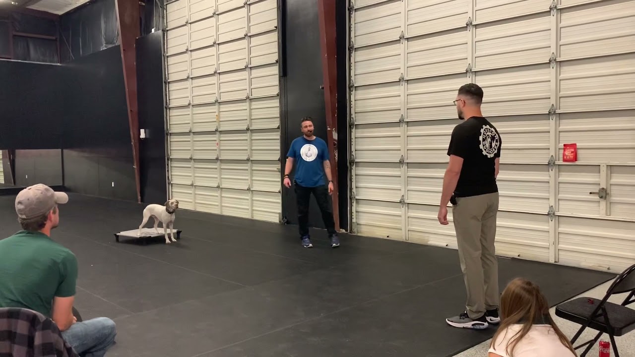 Pat Stuart Seminar: E-Collar Conditioning Marcus the Braque du Bourbonnais