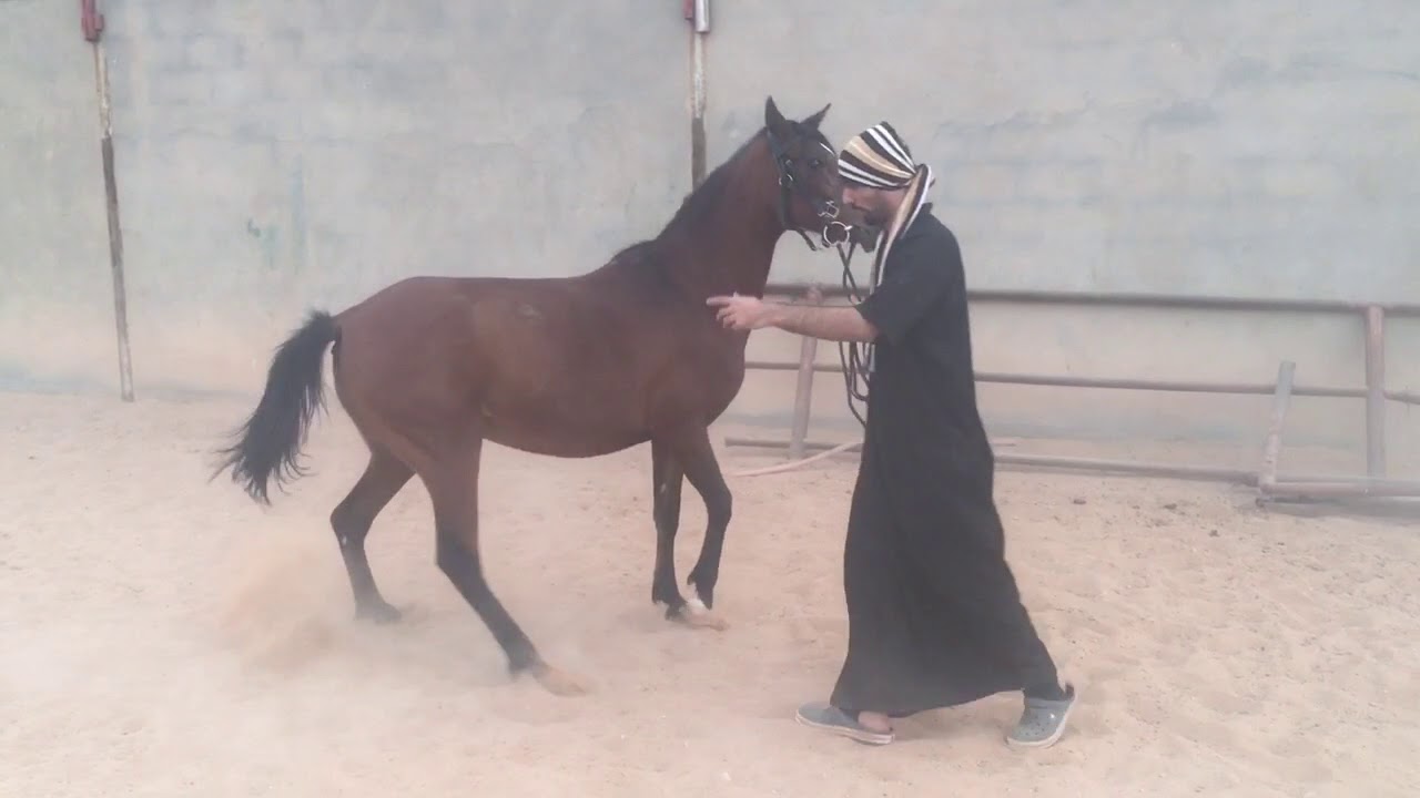 من مقاطع الدورات التدريبية في ركوب الخيل والتعامل معها