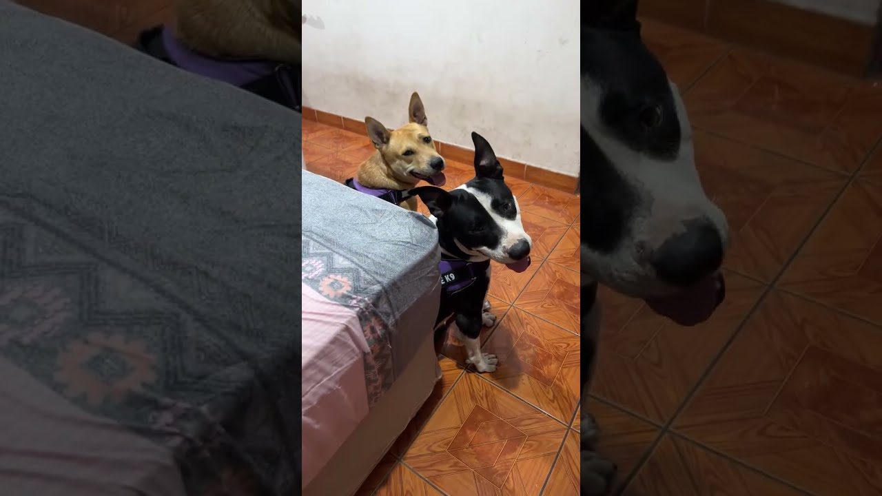 Virginia Te Cuenta está en vivo