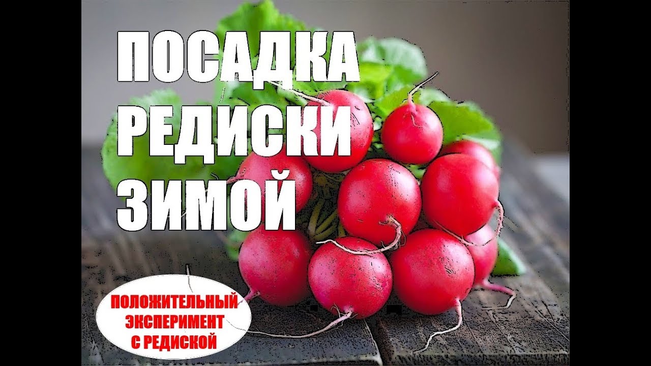 Положительный эксперимент с редиской