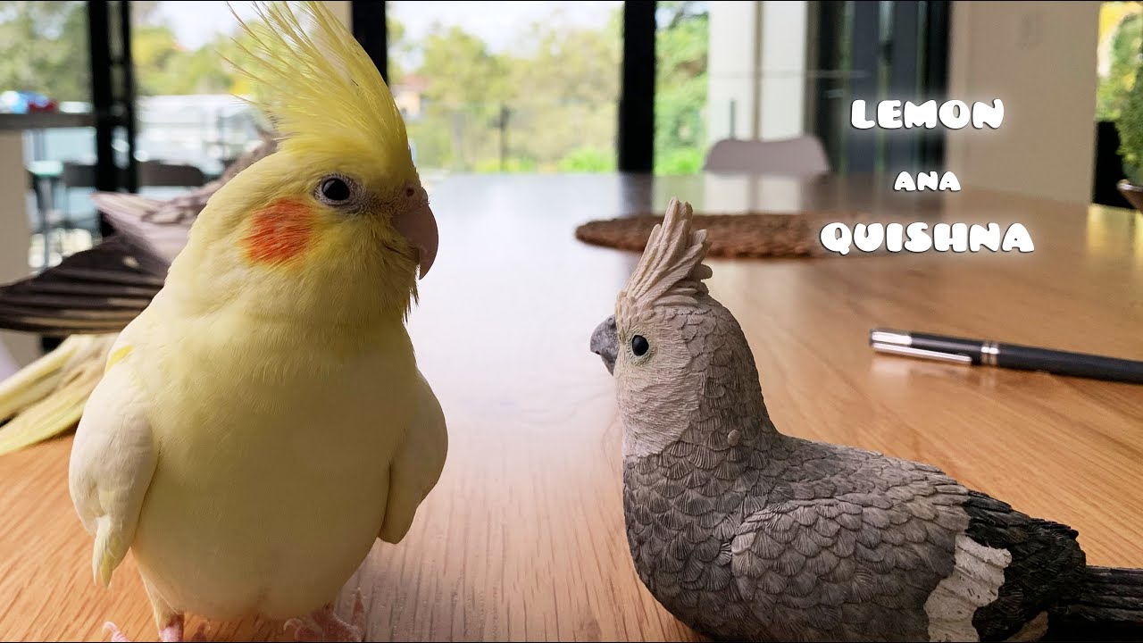 Birb's Reactions to Seeing a Toy Cockatiel is so Funny