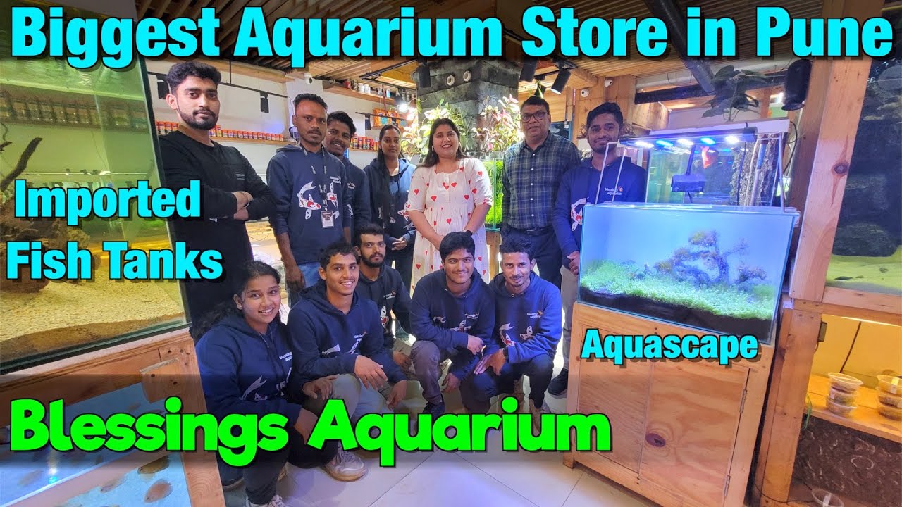 Blessings Aquarium | Biggest Aquarium Store in Pune