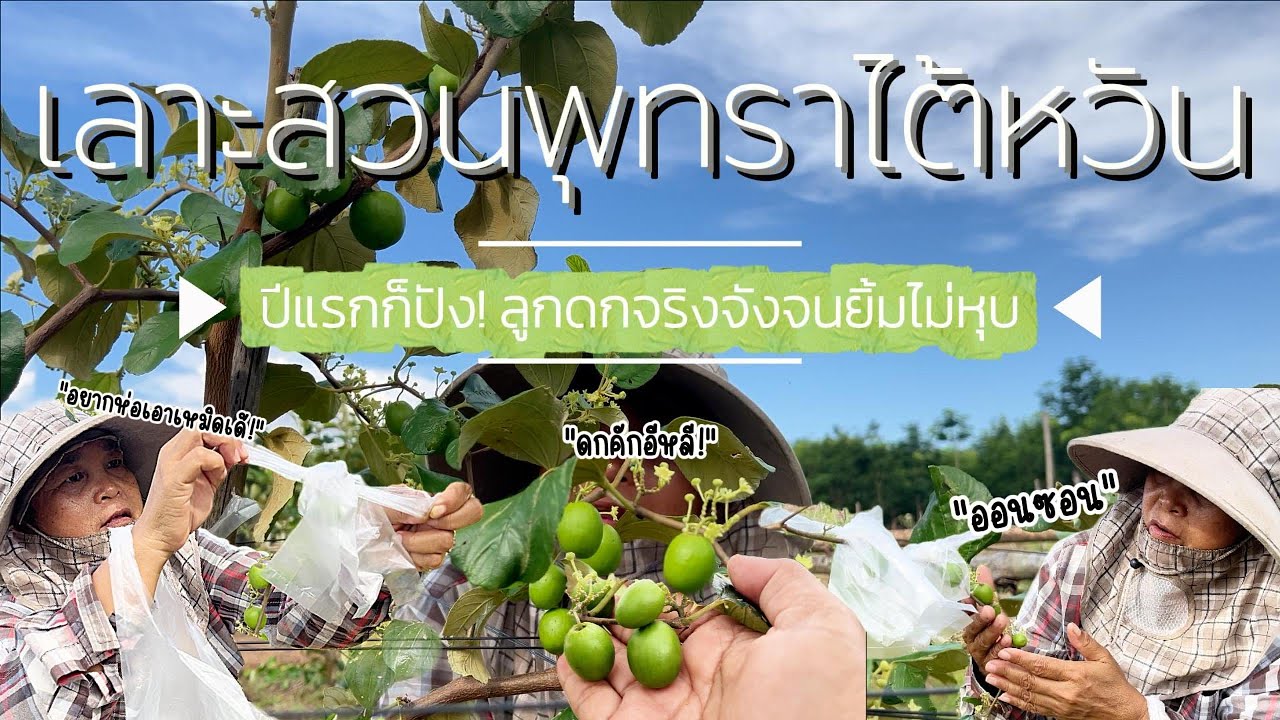 พาเลาะสวนพุทราไต้หวันส่องผลผลิตปีแรก ติดลูกดกจนตกใจ!