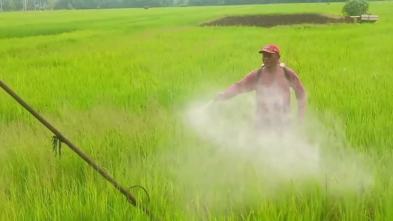 Penyemprotan padi untuk mencegah jamur.