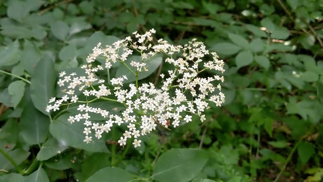Elder Flowers & Elder Berries - Foraging UK -