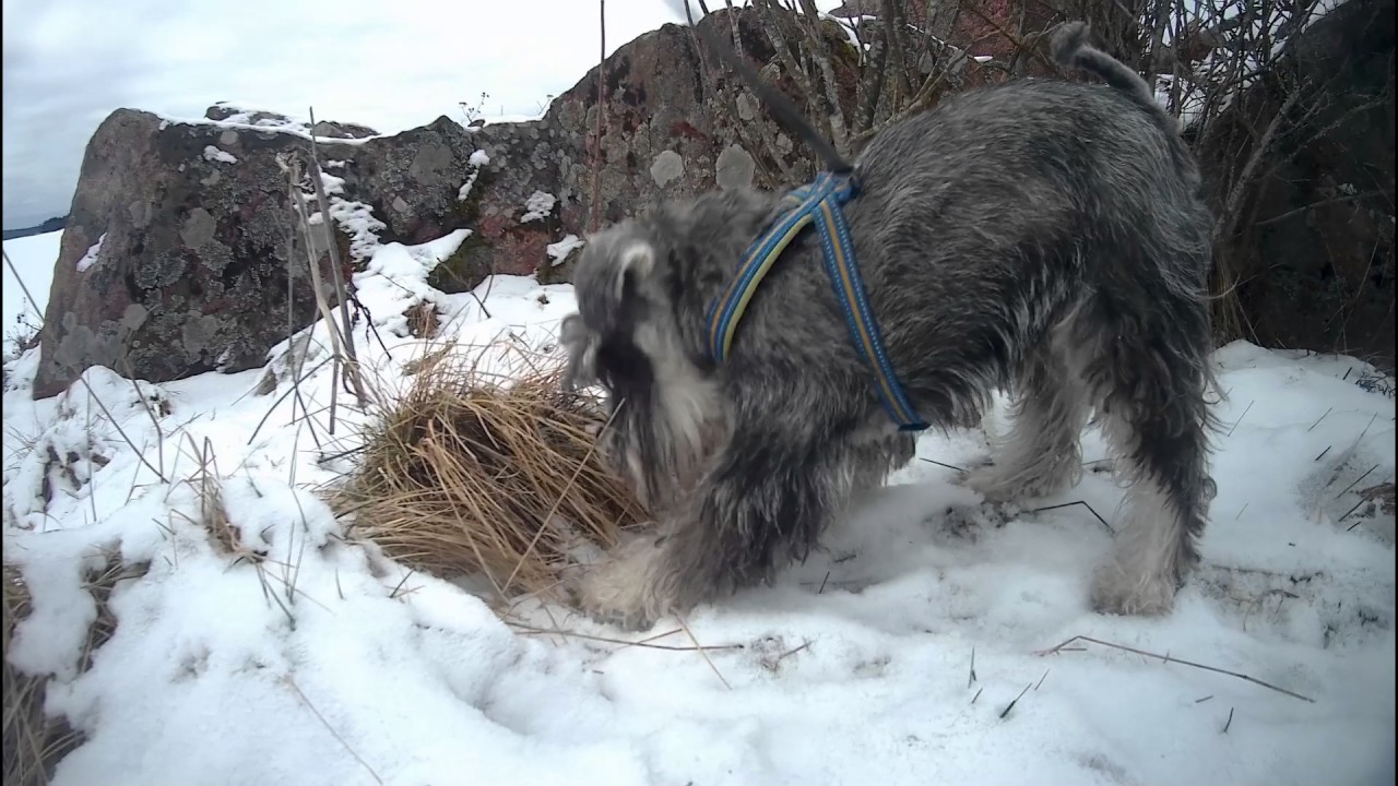 K&auml;pp&auml;n&auml;t ekaa kertaa meren j&auml;&auml;ll&auml; - Miniature Schnauzer's on ice