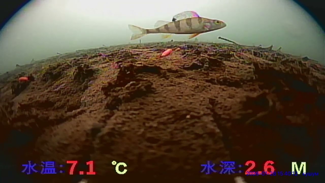 Подлёдный мир рыб | Underwater camera           